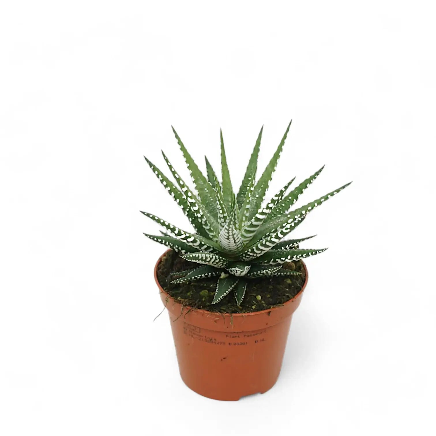 Haworthiopsis fasciata 'Big Band' potted houseplant in nursery pot on white background, product photo 4.
