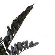 Nahaufnahme eines Blatts von Zamioculcas zamiifolia 'Raven' vor weiĂźem Hintergrund.