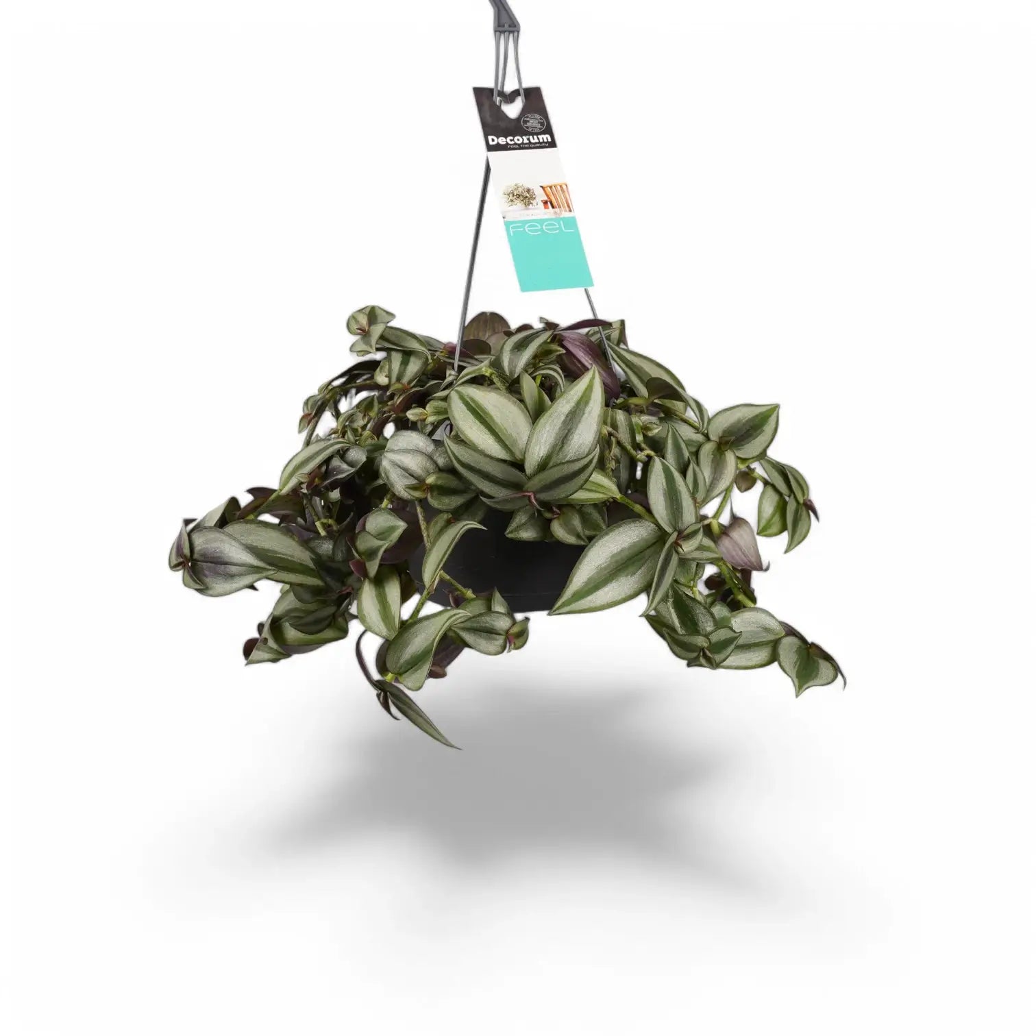 Tradescantia zebrina ‘Superba' potted houseplant in nursery pot on white background, product photo 2.