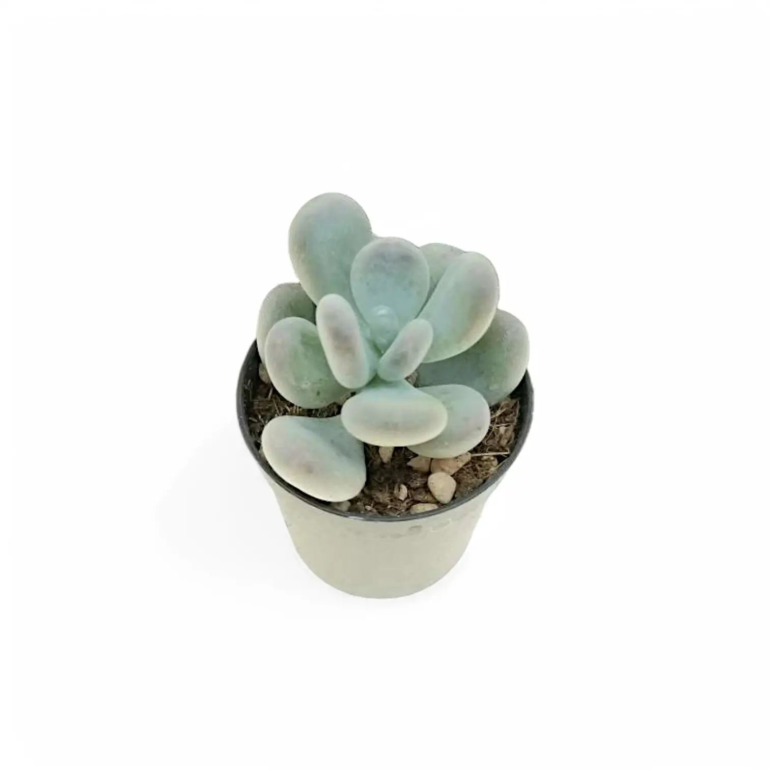 Pachyphytum bracteosum potted houseplant in nursery pot on white background, product photo 2.