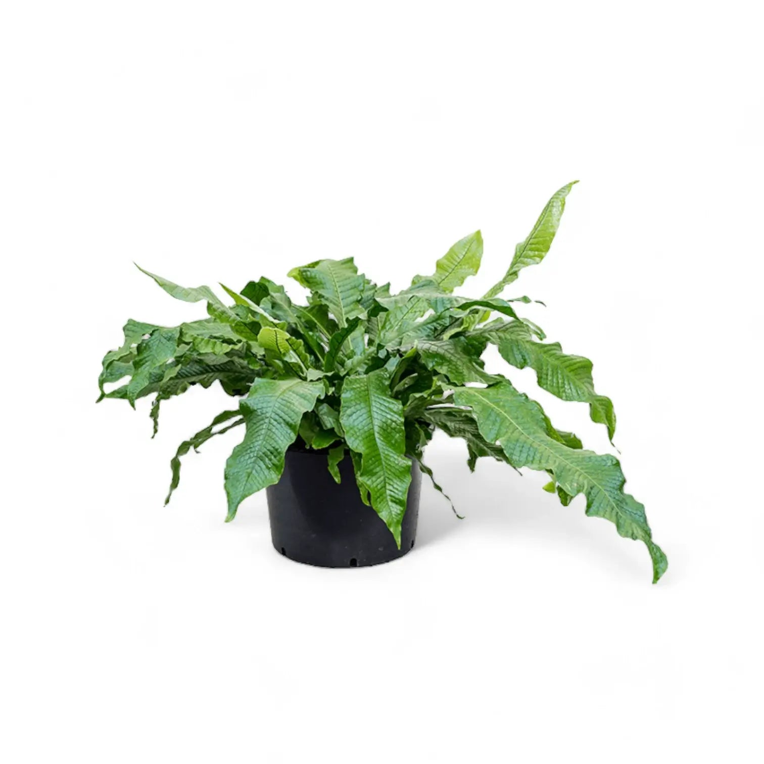 Microsorum musifolium 'Crocodyllus' – Zimmerpflanze im Kulturtopf auf weißem Hintergrund, Produktfoto 5.