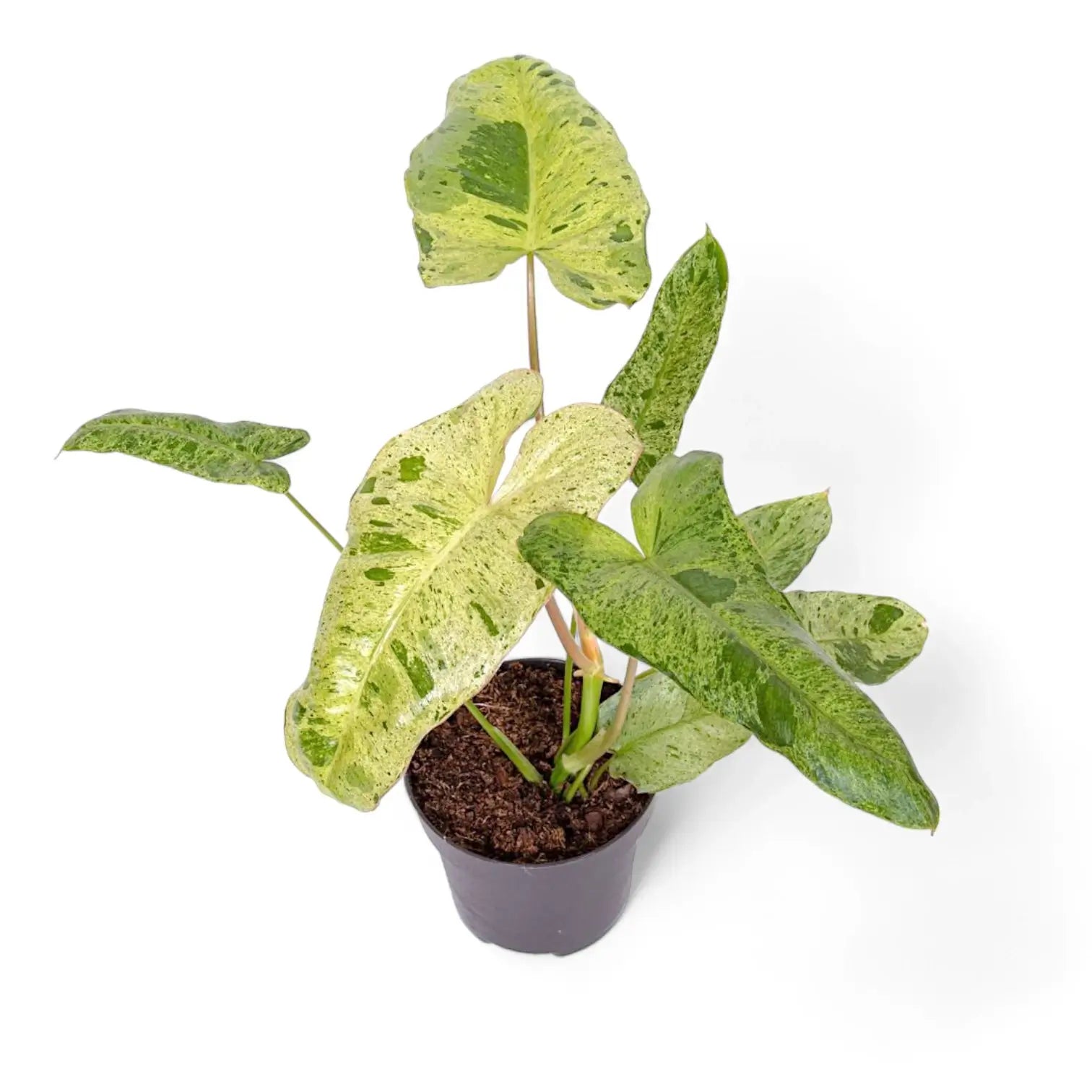 Philodendron 'Paraiso verde' – Zimmerpflanze im Kulturtopf auf weißem Hintergrund, Produktfoto 11.