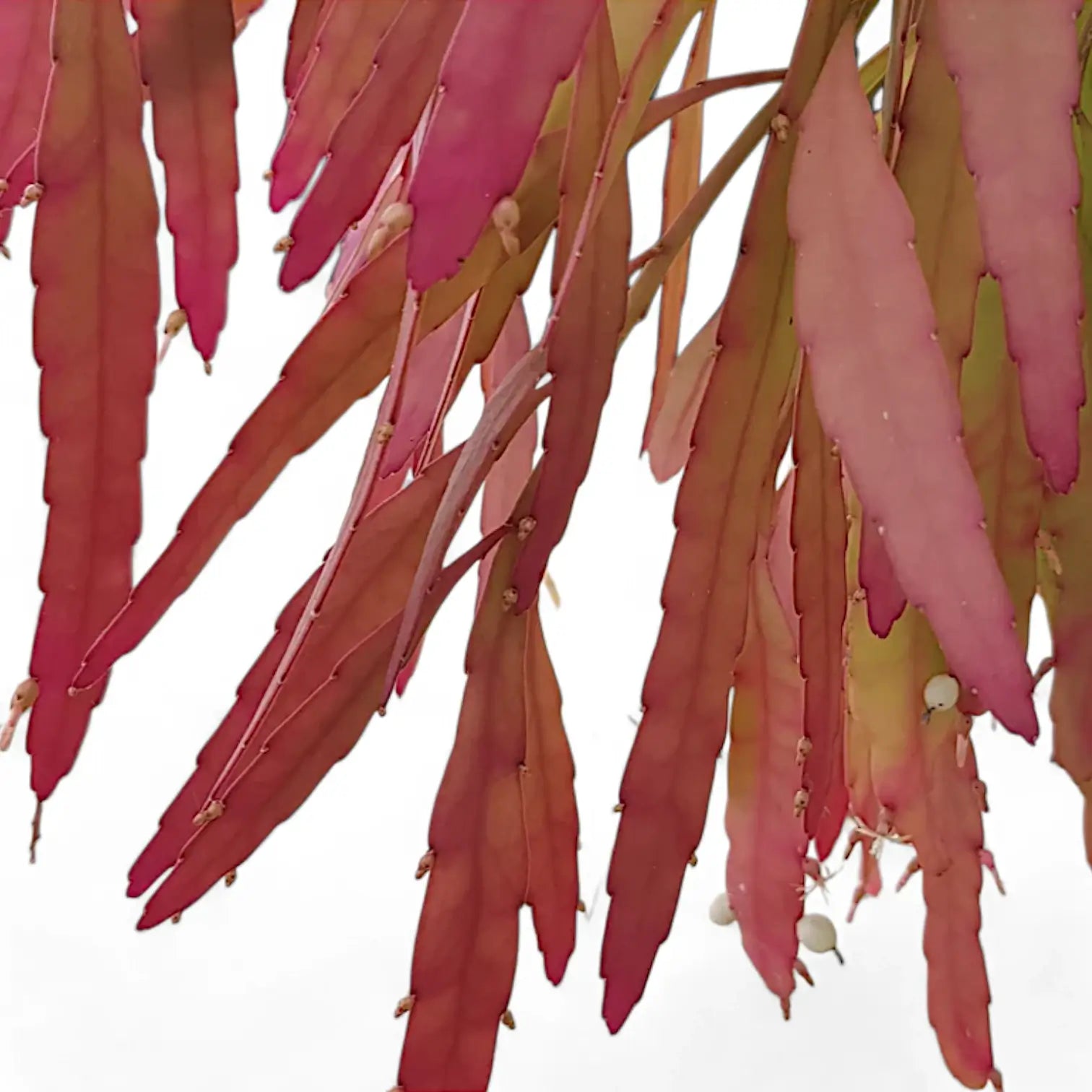 Nahaufnahme von Pseudorhipsalis ramulosa subsp. ramulosa 'Red Coral' vor weißem Hintergrund.