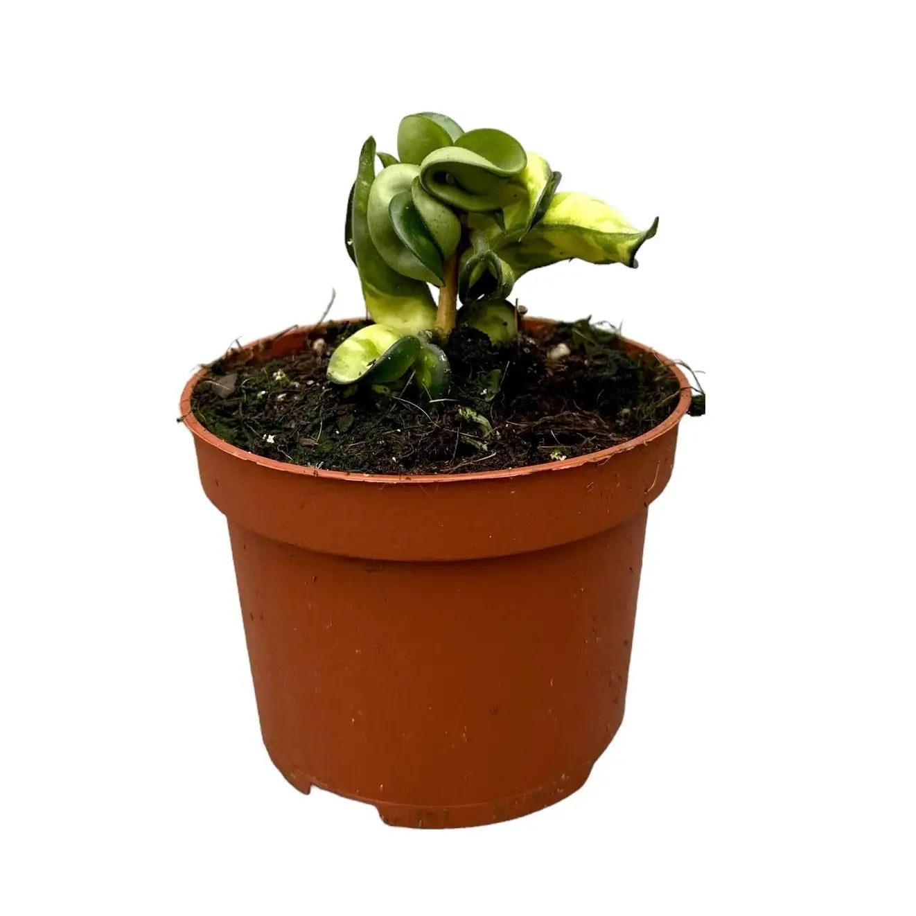 Hoya carnosa âMauna Loaâ ('Lura Lei', 'Exotica') potted houseplant in nursery pot on white background, product photo 2.