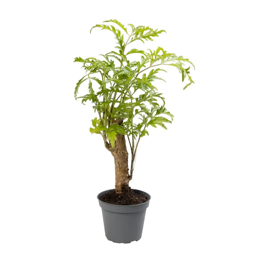 Polyscias filicifolia potted houseplant in nursery pot on white background, product photo 2.