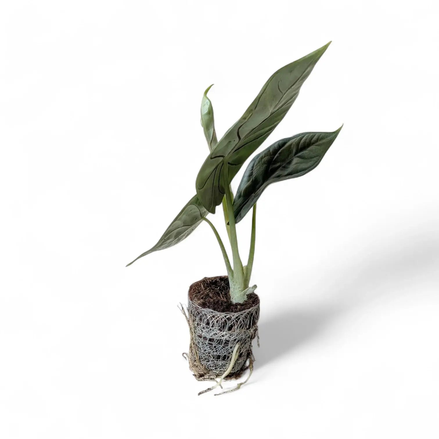 Alocasia baginda 'Silver dragon' potted houseplant in nursery pot on white background, product photo 5.