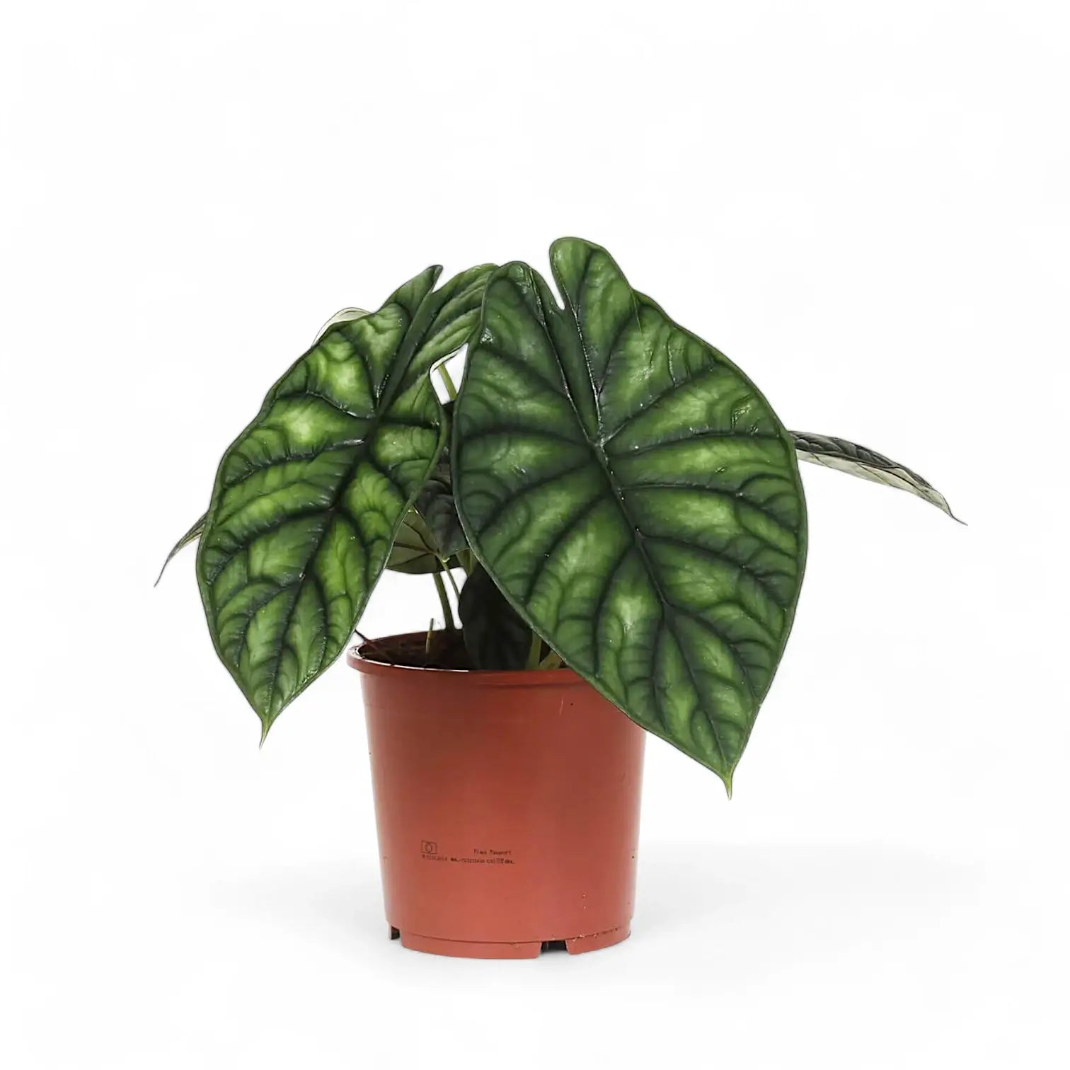 Alocasia baginda 'Dragon scale' potted houseplant in nursery pot on white background, product photo 10.