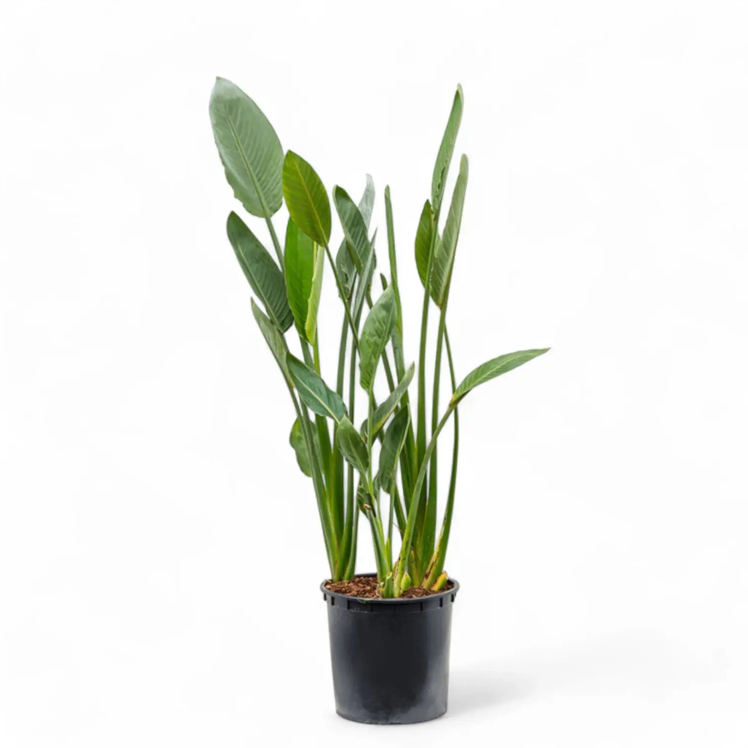 Strelitzia reginae potted houseplant in nursery pot on white background, product photo 9.