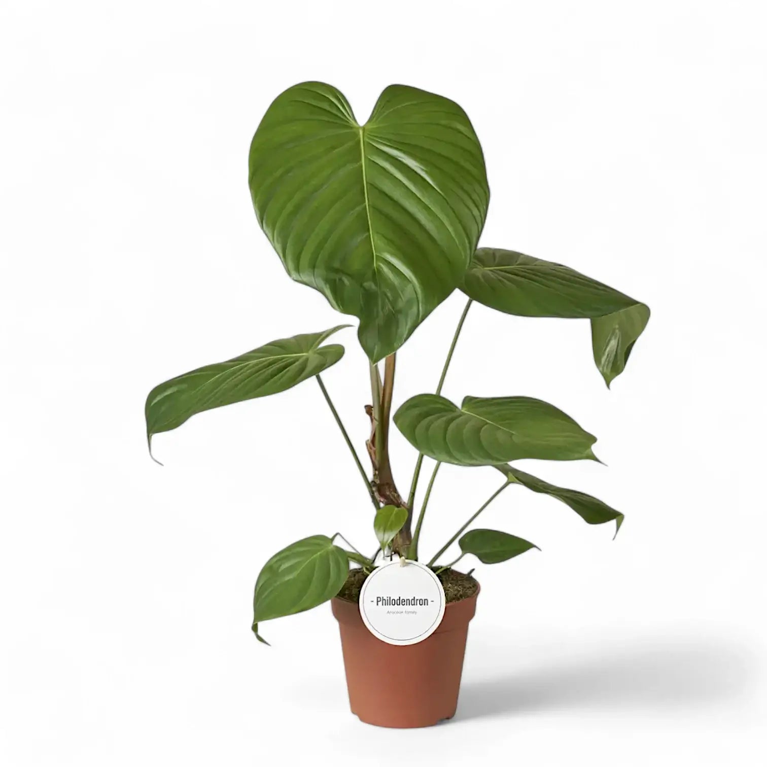 Philodendron grandipes potted houseplant in nursery pot on white background, product photo 3.