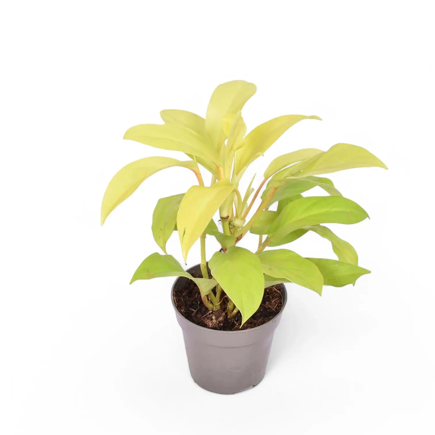 Philodendron 'Malay Gold' potted houseplant in nursery pot on white background, product photo 4.