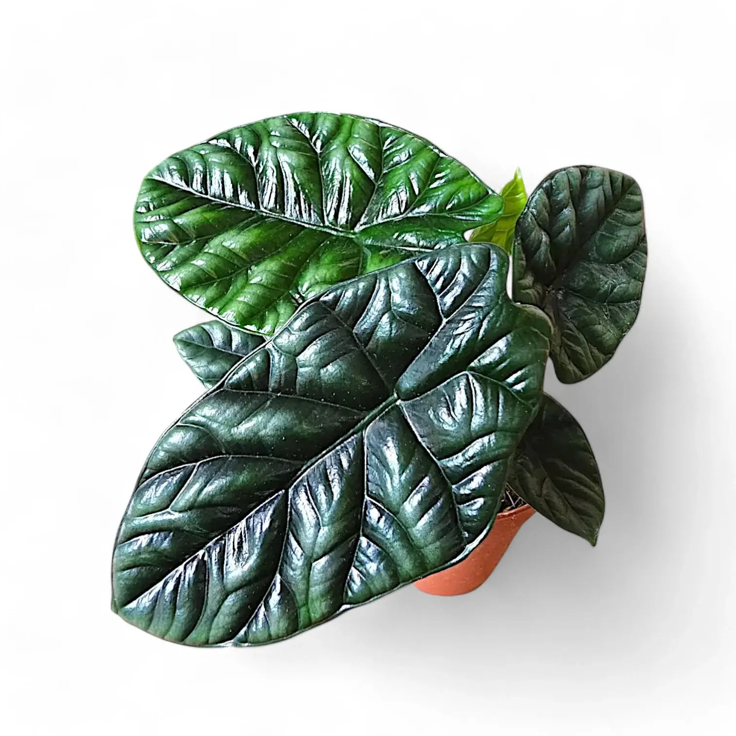 Alocasia sinuata potted houseplant in nursery pot on white background, product photo 7.