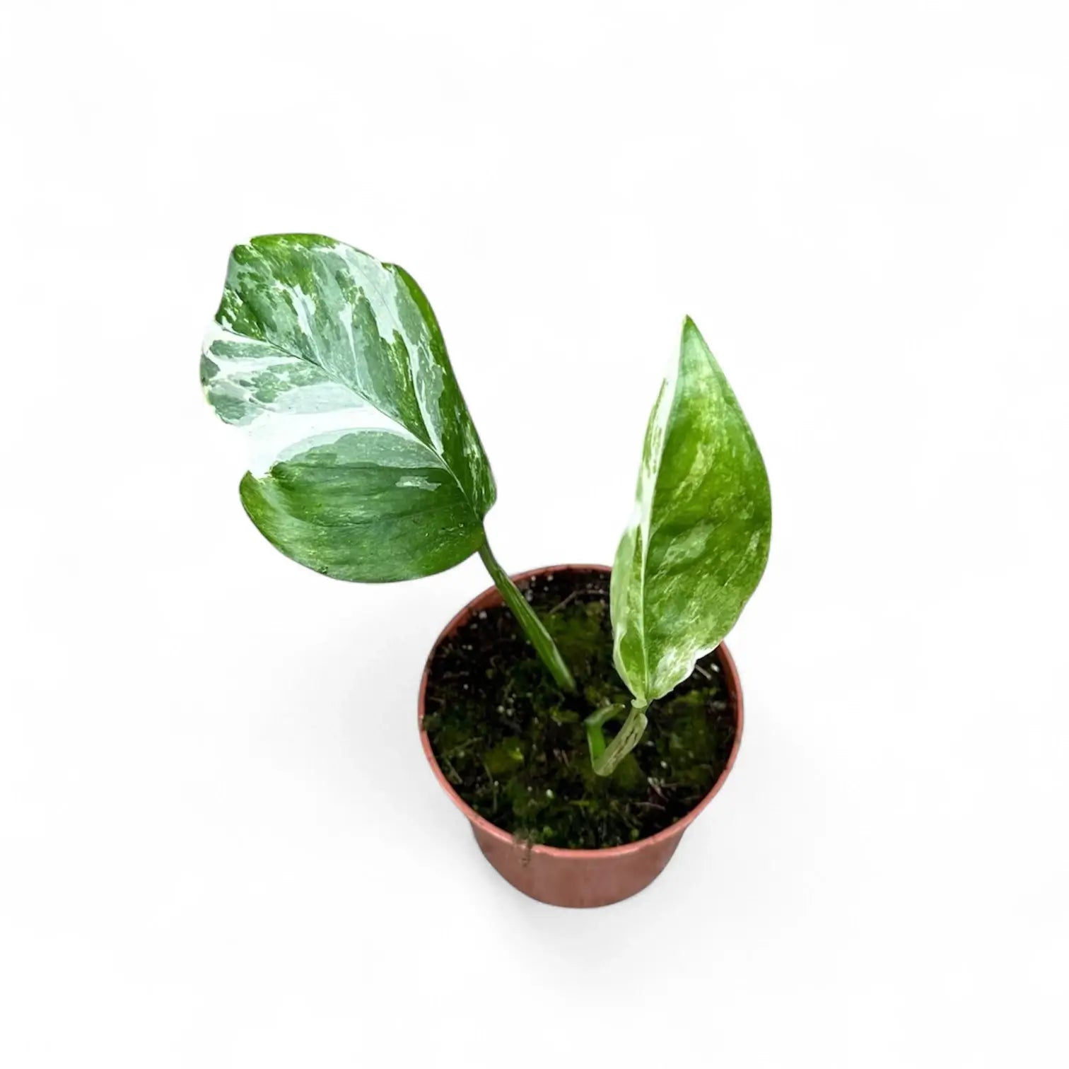 Monstera lechleriana variegata – Zimmerpflanze im Kulturtopf auf weißem Hintergrund, Produktfoto 3.