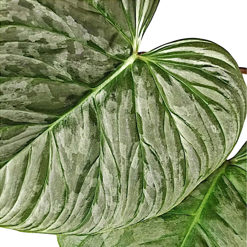 Philodendron 'Majestic' (verrucosum x sodiroi) leaf close-up on white background.