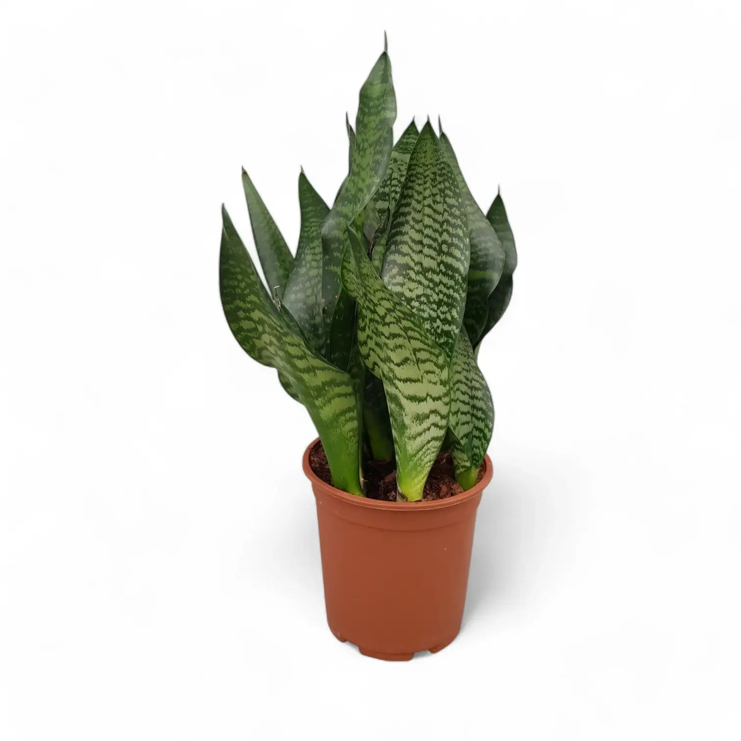 Dracaena (Sansevieria) trifasciata 'Black Coral' potted houseplant in nursery pot on white background, product photo 3.