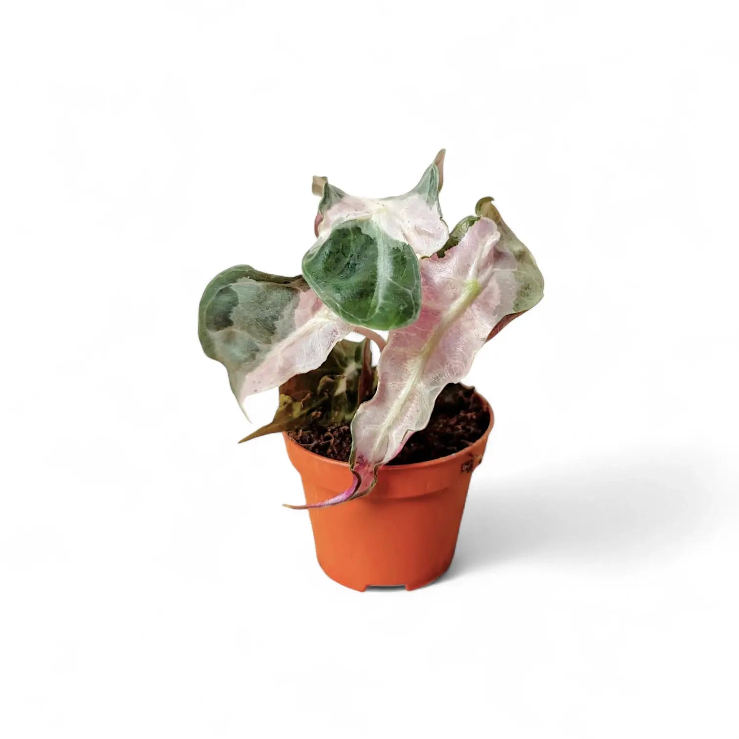 Alocasia 'Polly' Albo/ Pink Variegata – Zimmerpflanze im Kulturtopf auf weißem Hintergrund, Produktfoto 5.