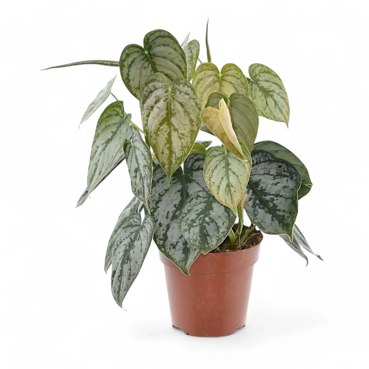Philodendron brandtianum potted houseplant in nursery pot on white background, product photo 5.