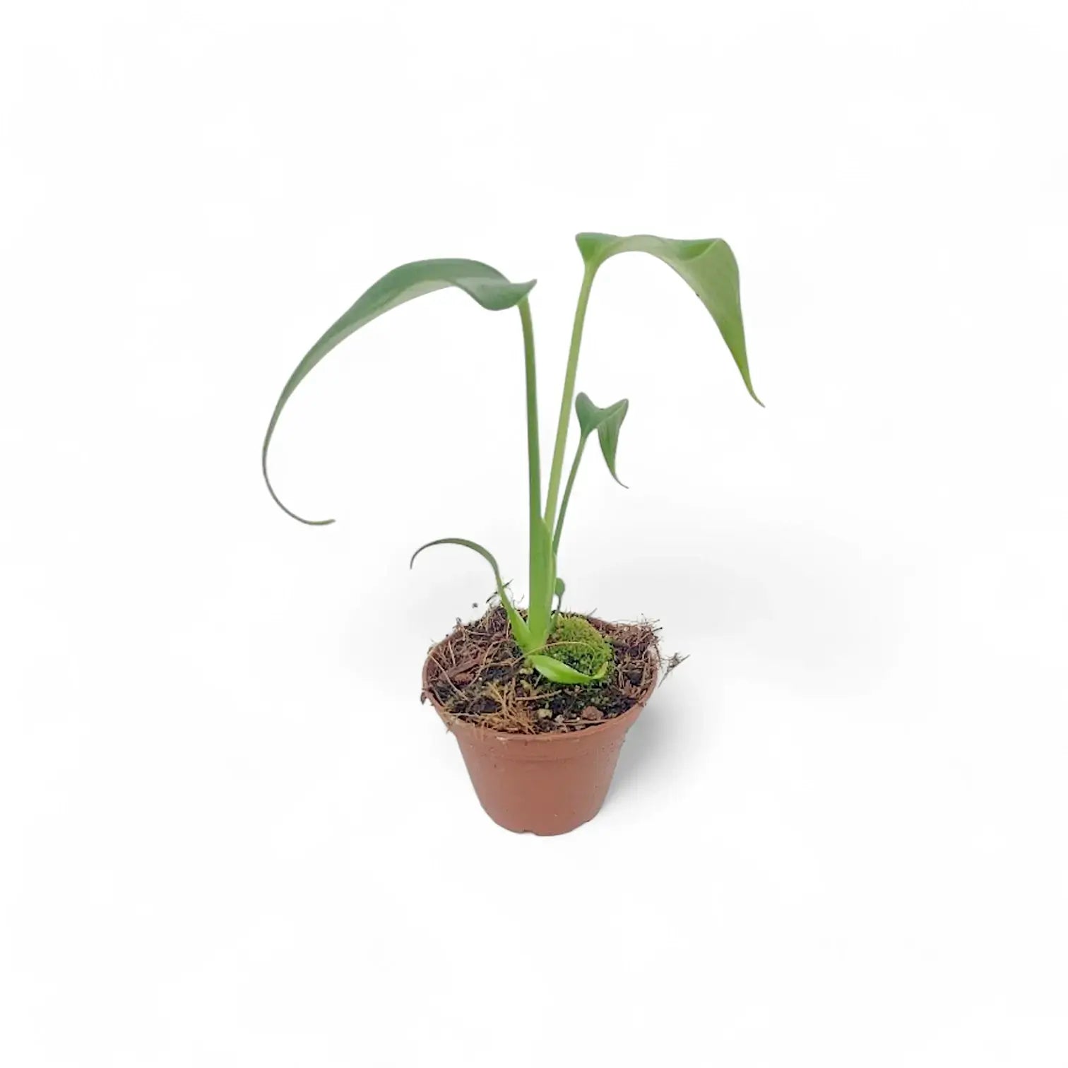 Monstera 'Burle Marx's Flame' potted houseplant in nursery pot on white background, product photo 12.