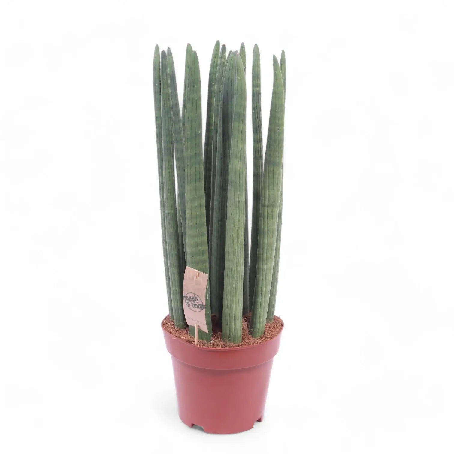 Dracaena angolensis (Sansevieria cylindrica) 'Straight' potted houseplant in nursery pot on white background, product photo 5.