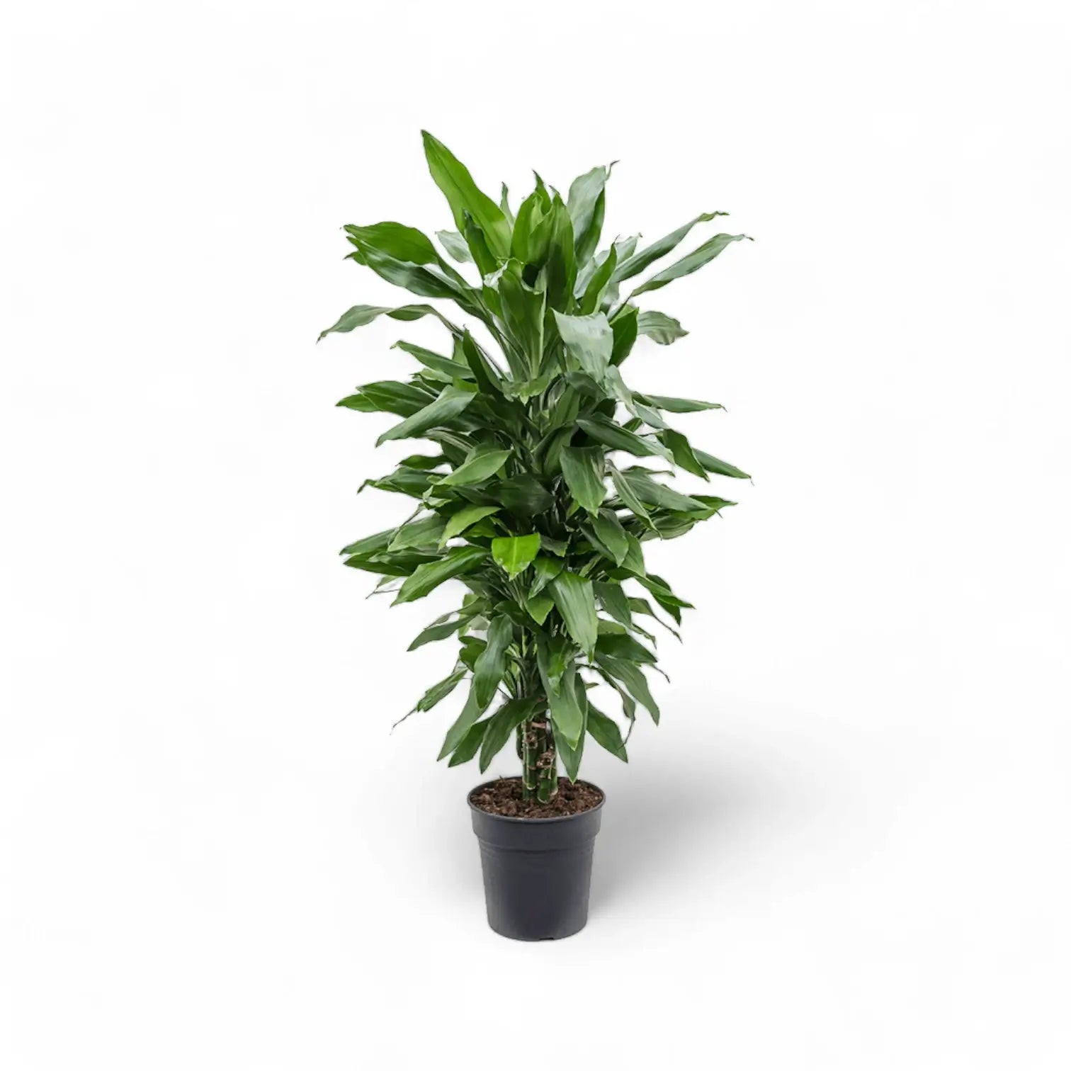 Dracaena fragrans 'Janet Lind' – Topfpflanze im Kulturtopf vor weißem Hintergrund, Produktfoto 6.
