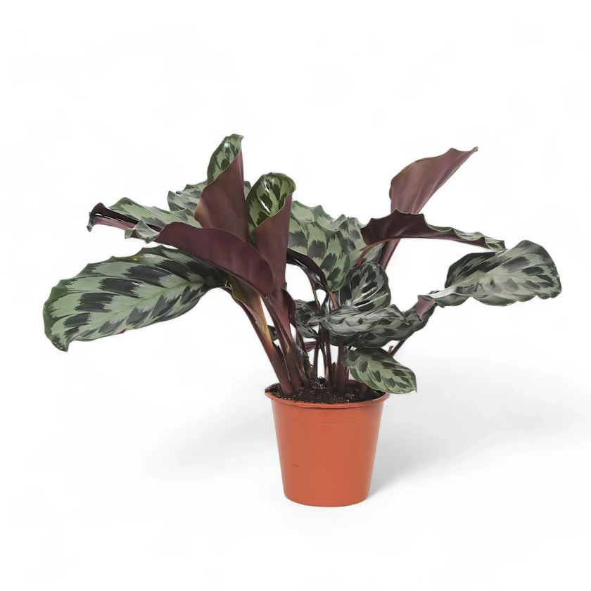 Goeppertia (Calathea) dressleri 'Helen Kennedy' potted houseplant in nursery pot on white background, product photo 2.