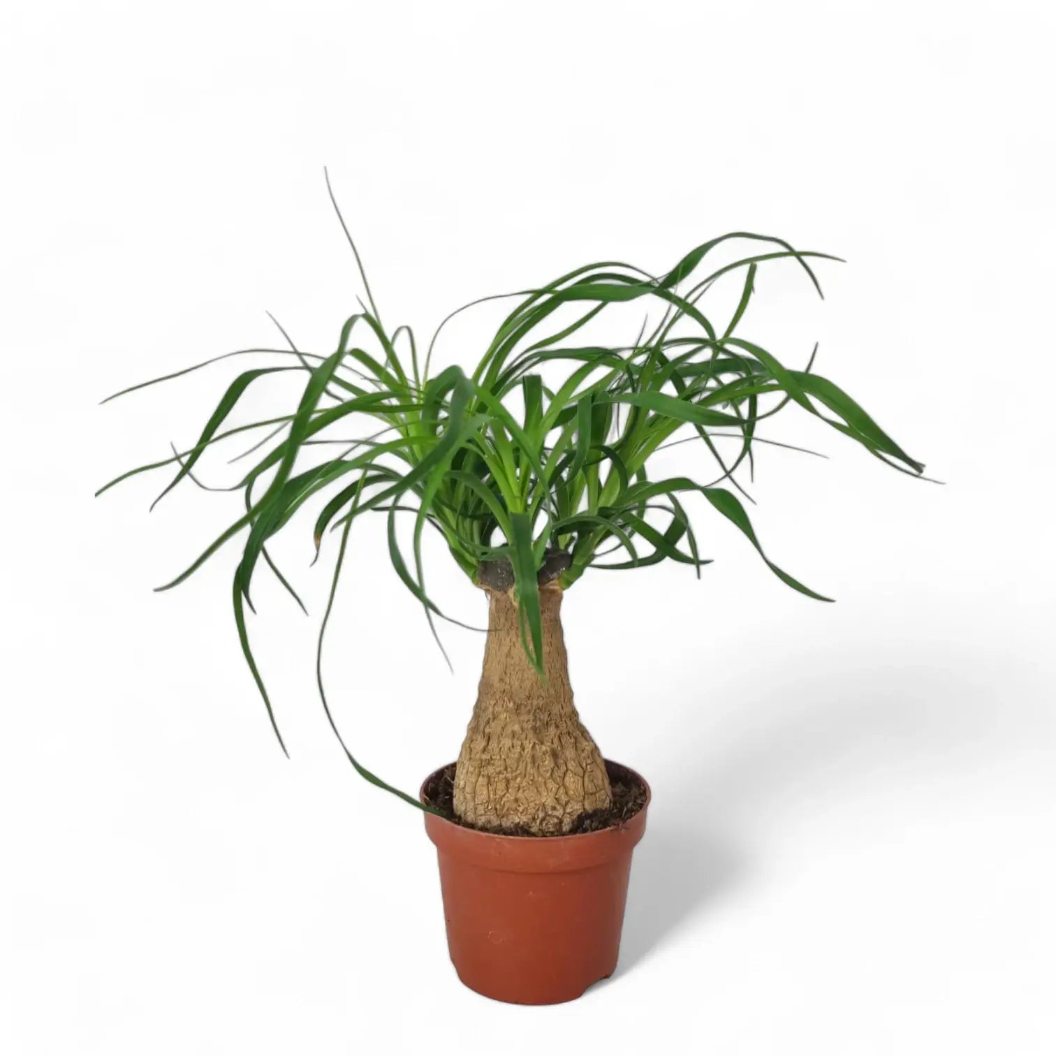 Beaucarnea recurvata – Zimmerpflanze im Kulturtopf auf weißem Hintergrund, Produktfoto 6.