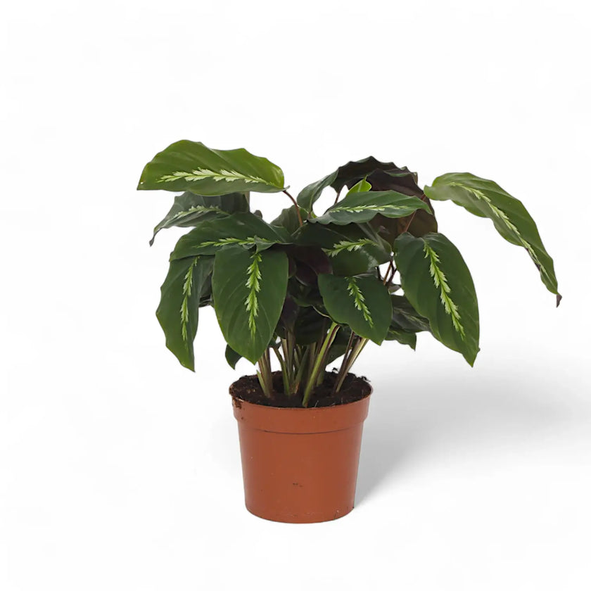 Goeppertia (Calathea) louisae 'Maui Queen' potted houseplant in nursery pot on white background, product photo 2.