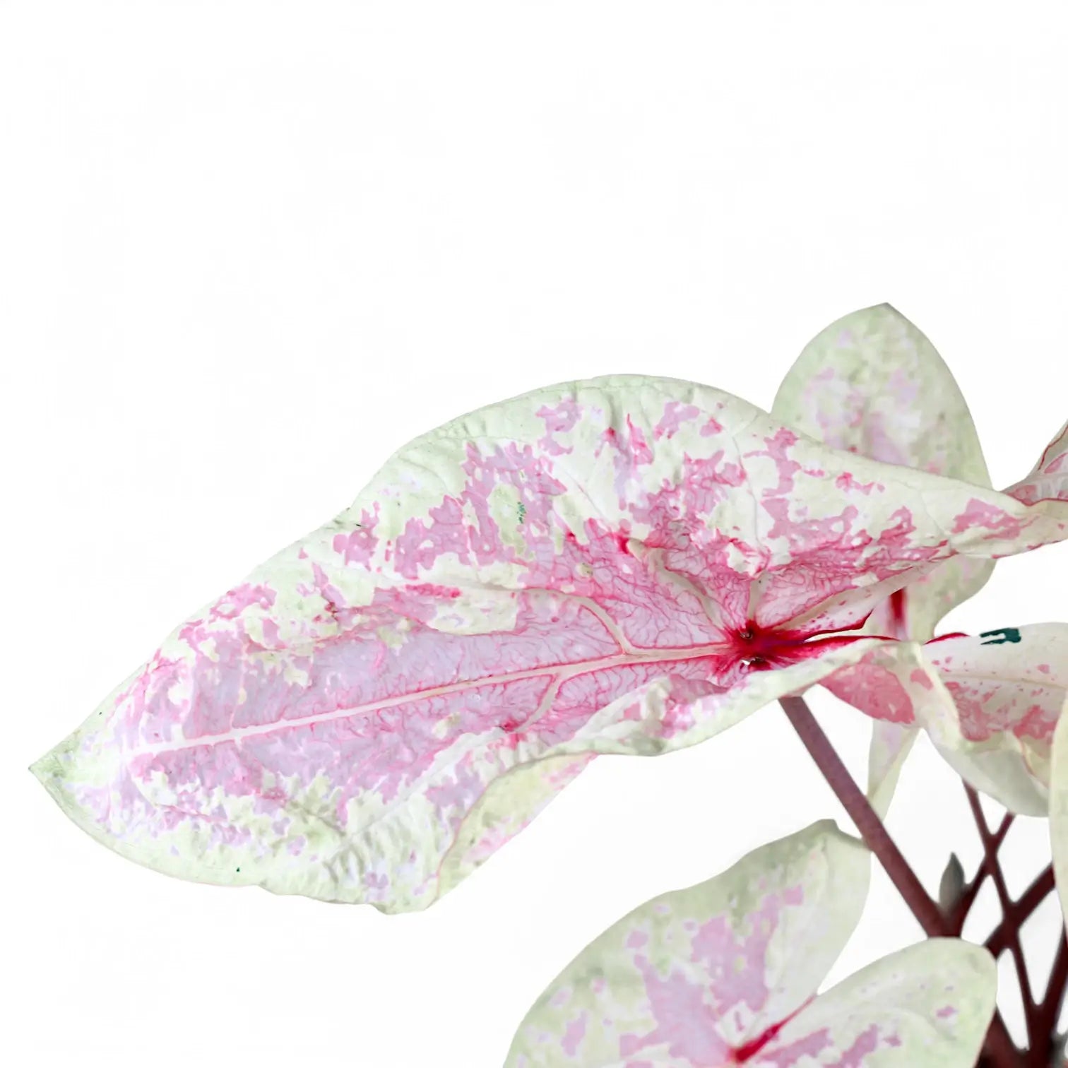 Nahaufnahme eines Blatts von Caladium 'Seafoam Pink' vor weiĂźem Hintergrund.