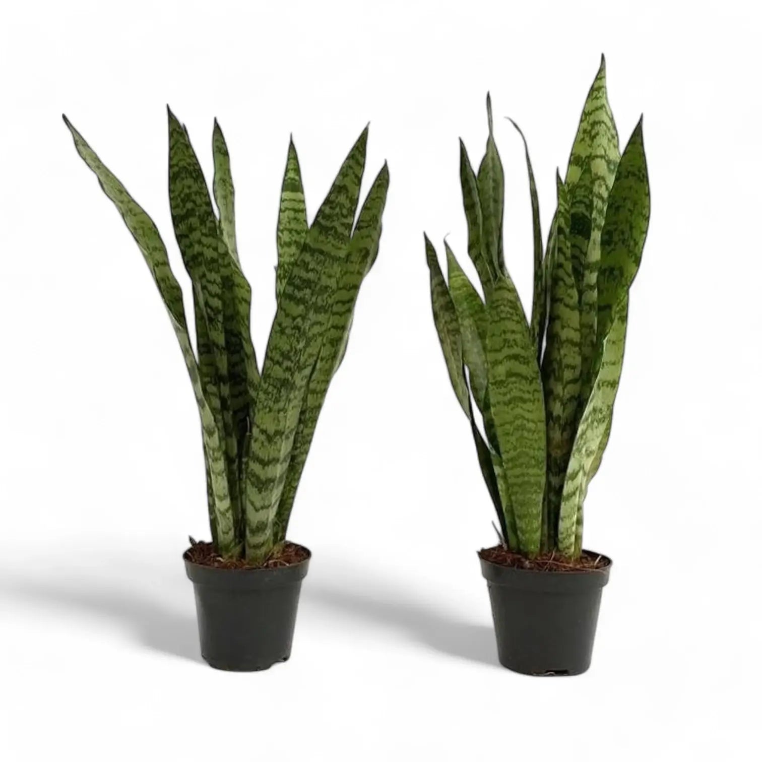 Dracaena (Sansevieria) zeylanica – Topfpflanze im Kulturtopf vor weißem Hintergrund, Produktfoto 12.