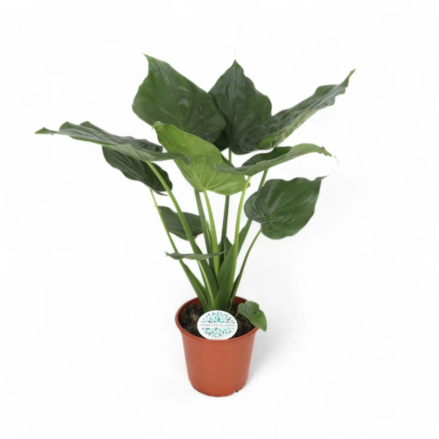Alocasia cucullata potted houseplant in nursery pot on white background, product photo 12.