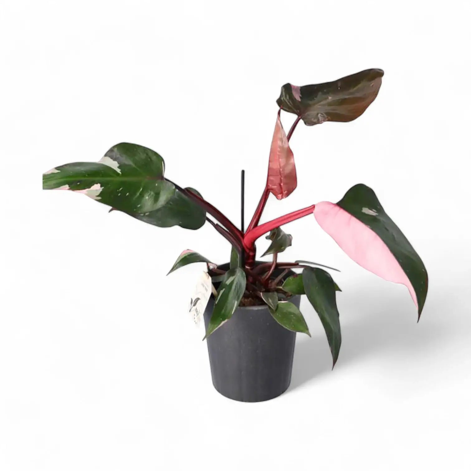 Philodendron 'Pink princess' – Zimmerpflanze im Kulturtopf auf weißem Hintergrund, Produktfoto 11.