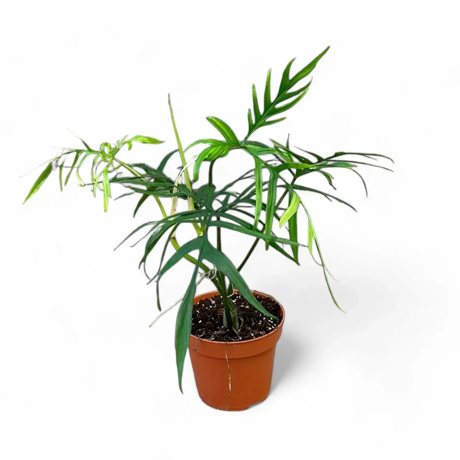 Philodendron polypodioides potted houseplant in nursery pot on white background, product photo 4.