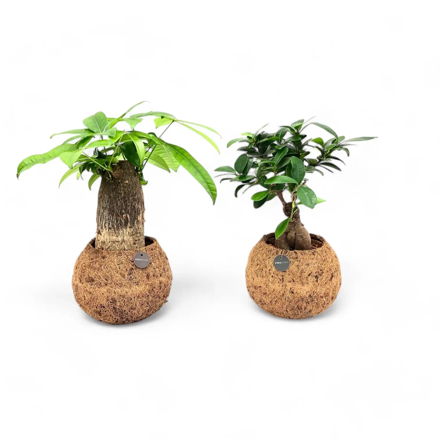 Pachira aquatica in Kokodama potted houseplant in nursery pot on white background, product photo 2.