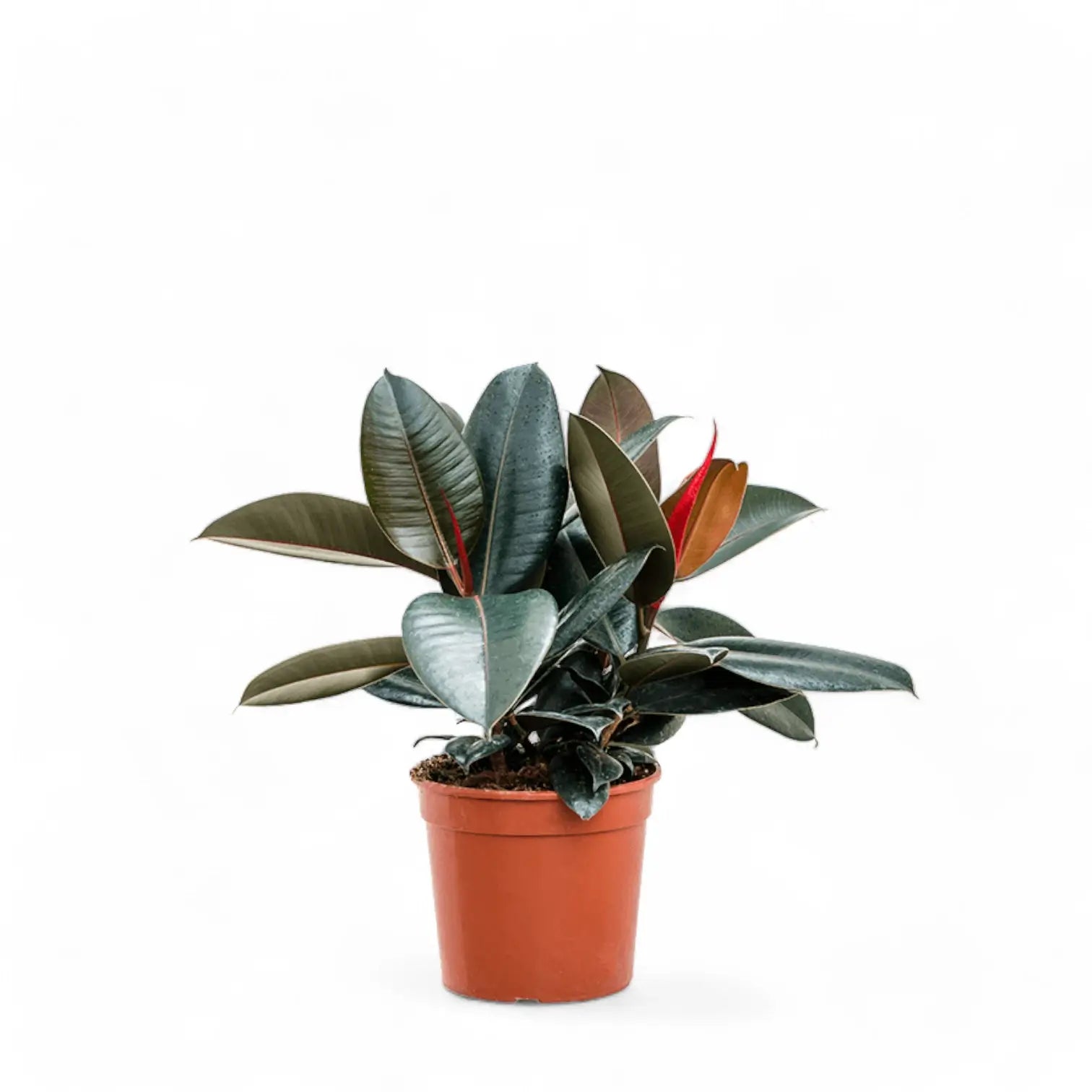 Ficus elastica 'Abidjan' potted houseplant in nursery pot on white background, product photo 9.