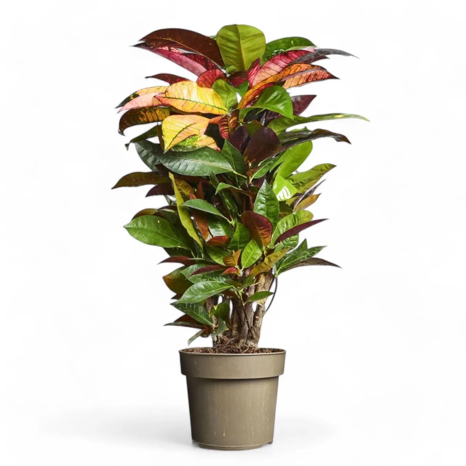 Codiaeum variegatum (Croton) 'Mrs. Iceton' potted houseplant in nursery pot on white background, product photo 7.