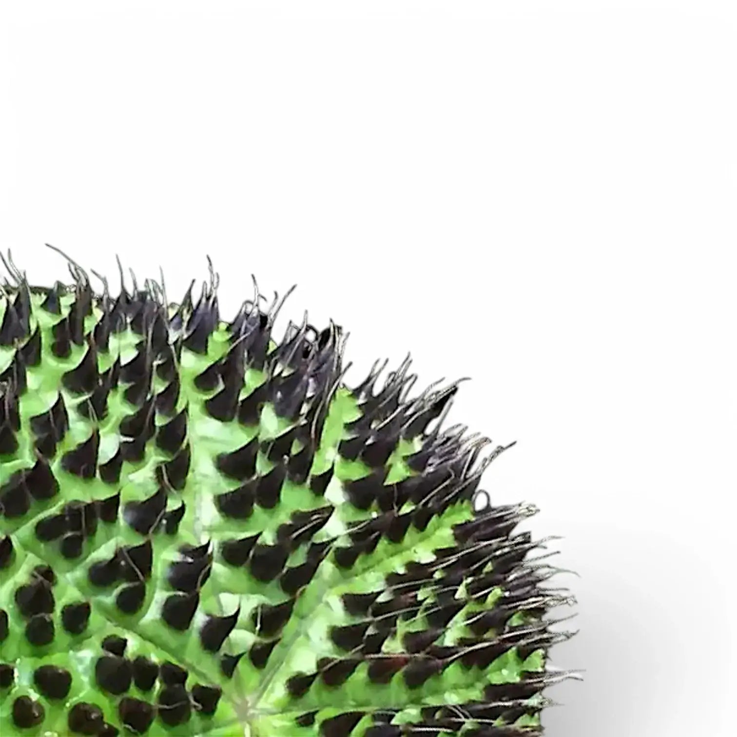 Nahaufnahme eines Blatts von Begonia ferox vor weiĂźem Hintergrund.