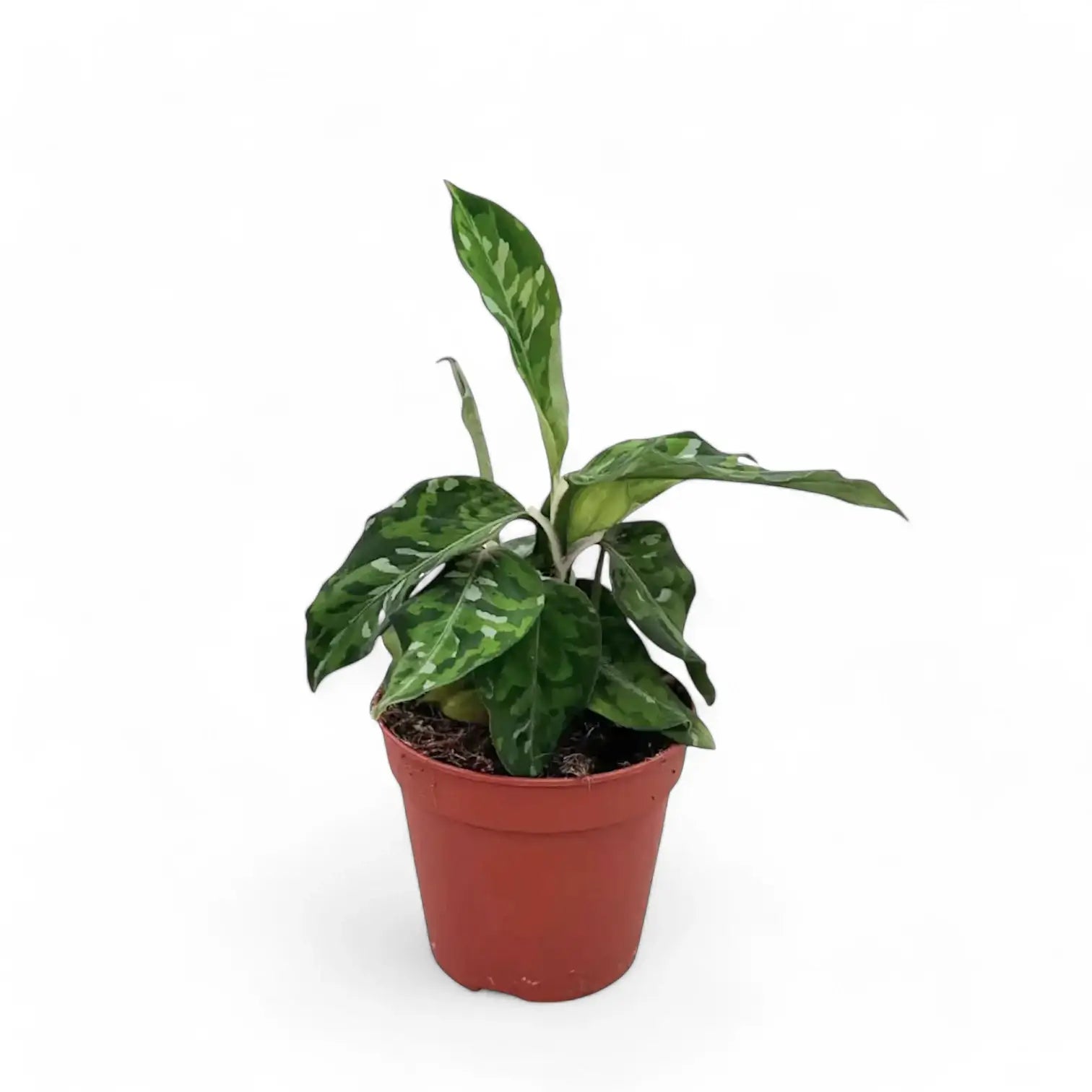 Aglaonema pictum tricolor potted houseplant in nursery pot on white background, product photo 4.