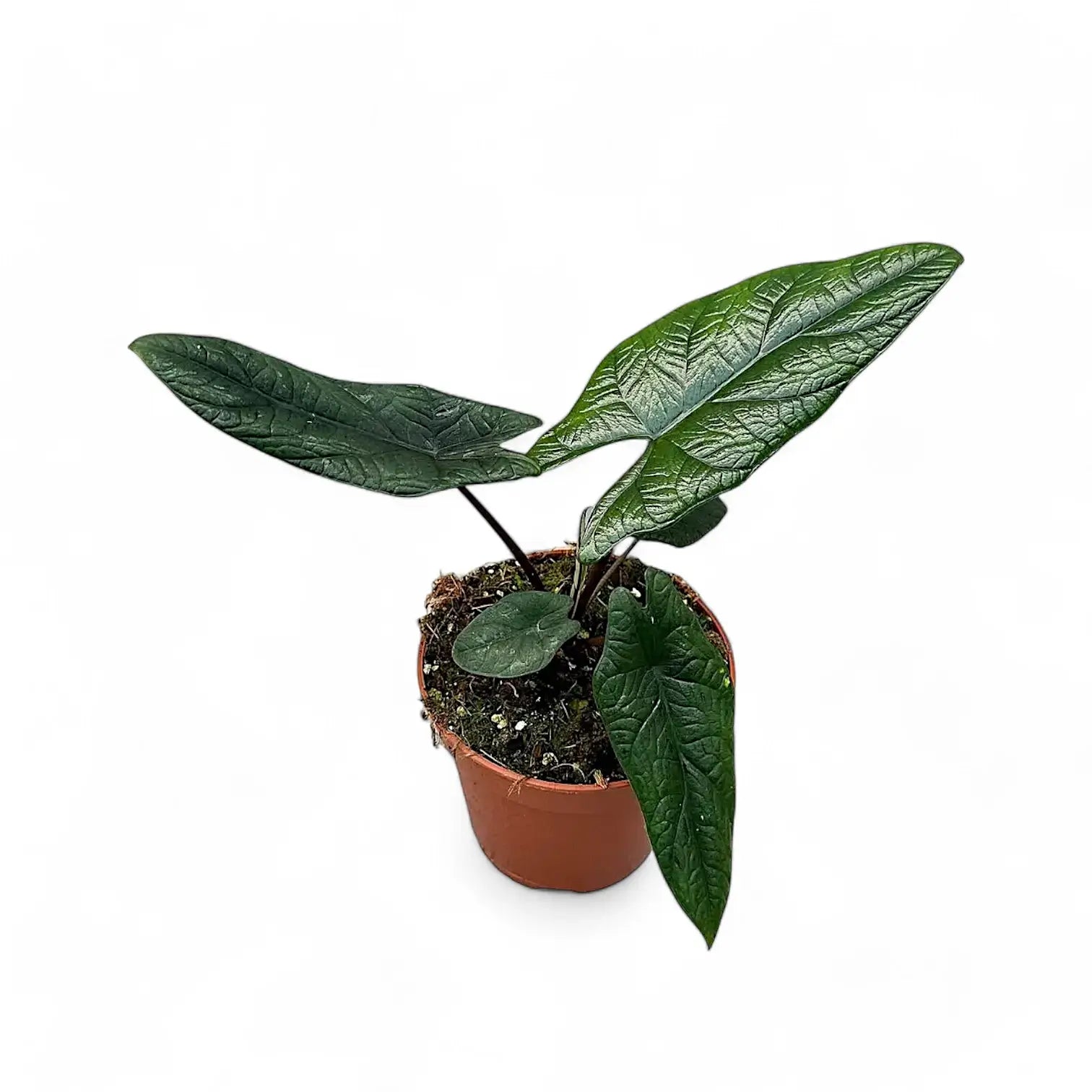 Alocasia scalprum – Topfpflanze im Kulturtopf vor weißem Hintergrund, Produktfoto 11.