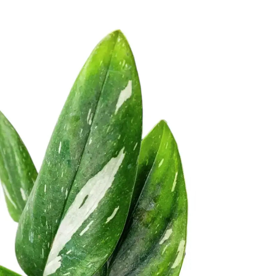 Nahaufnahme eines Blatts von Monstera standleyana variegata vor weißem Hintergrund.