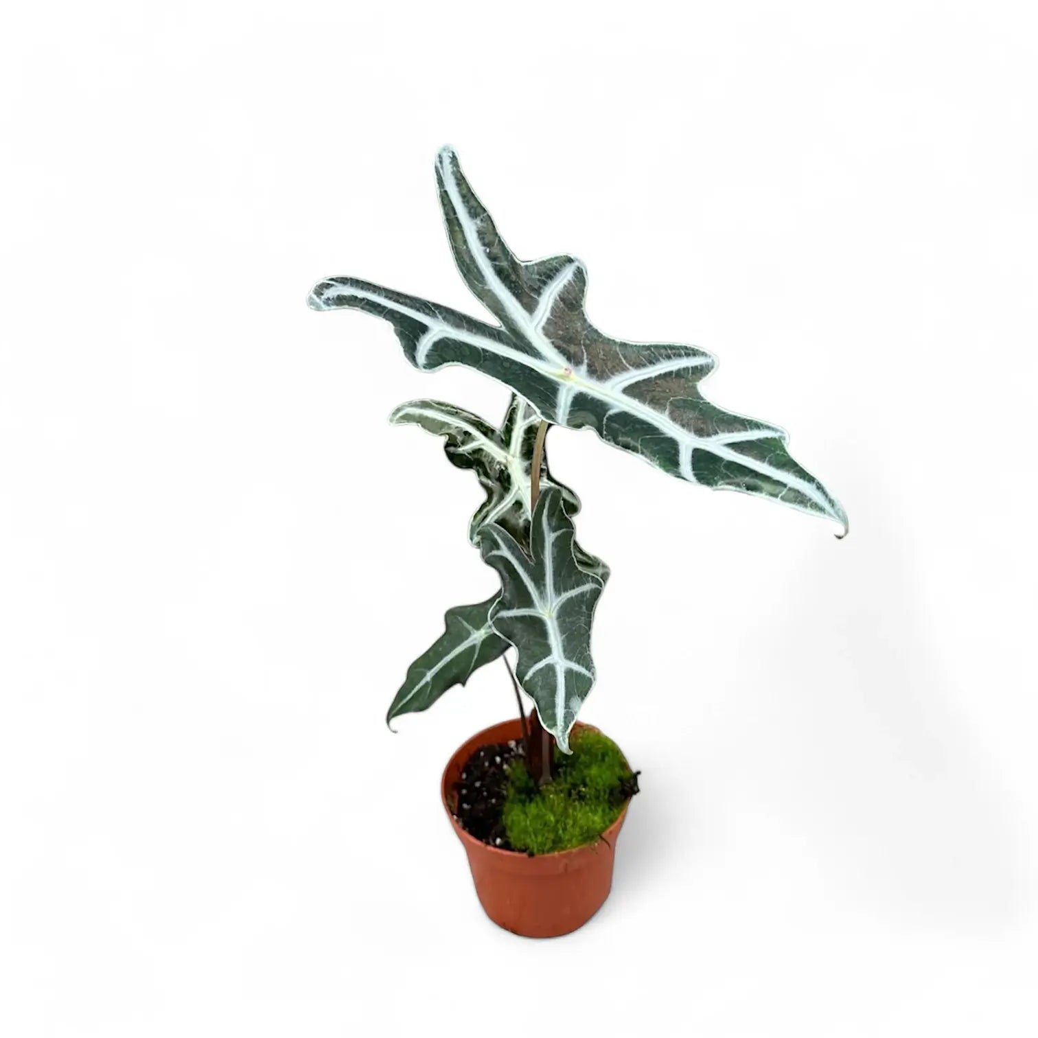 Alocasia sanderiana 'Nobilis' potted houseplant in nursery pot on white background, product photo 4.