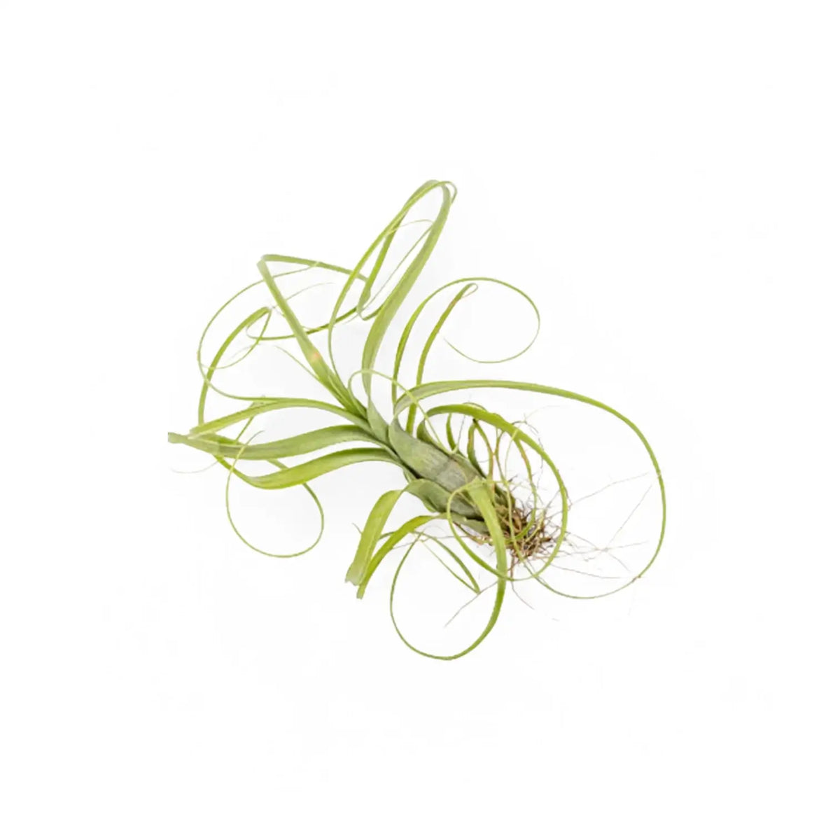 Tillandsia Air Plants