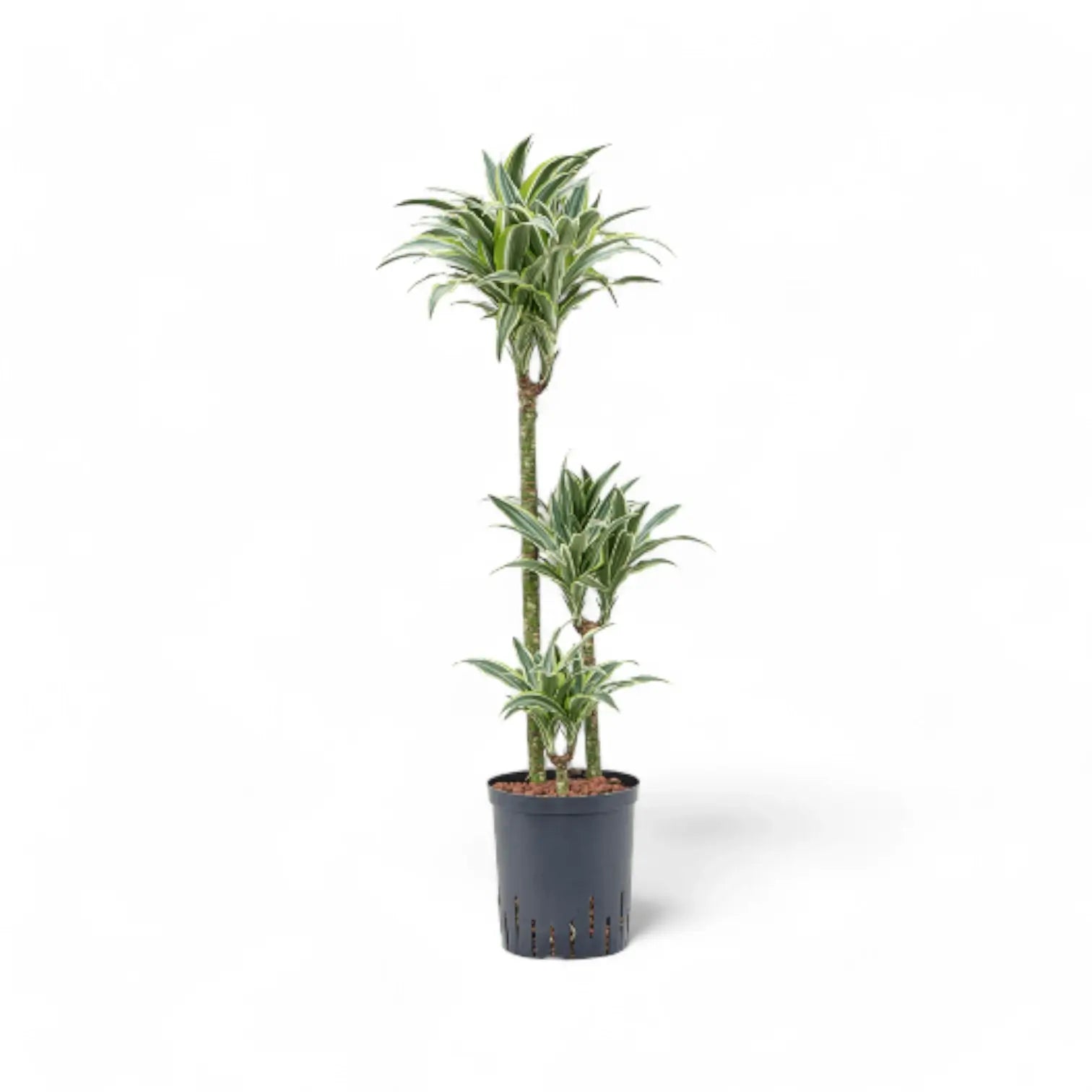 Dracaena fragrans ‘Warneckii’ – Topfpflanze im Kulturtopf vor weißem Hintergrund, Produktfoto 10.