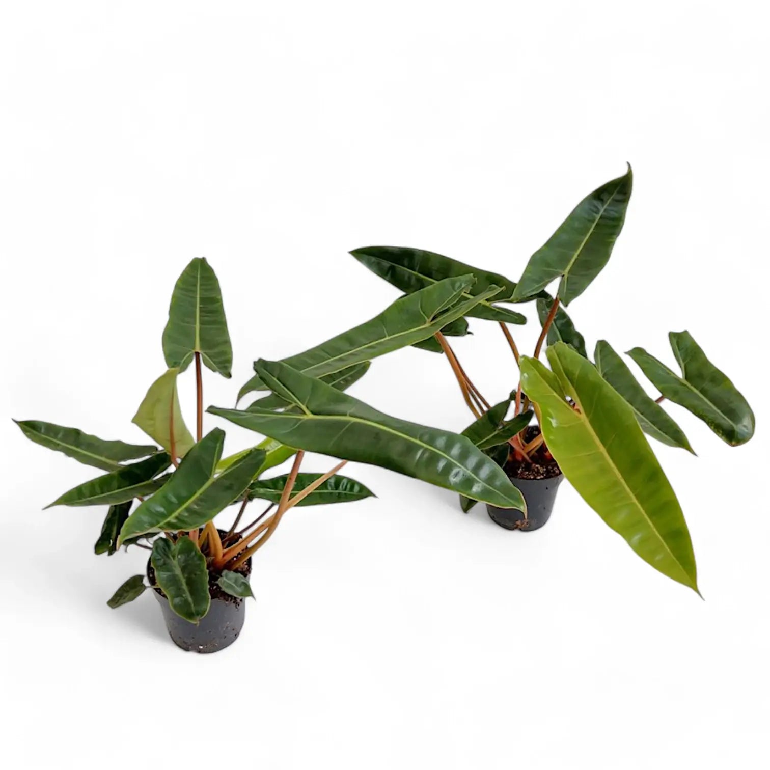 Philodendron billietiae – Topfpflanze im Kulturtopf vor weißem Hintergrund, Produktfoto 8.