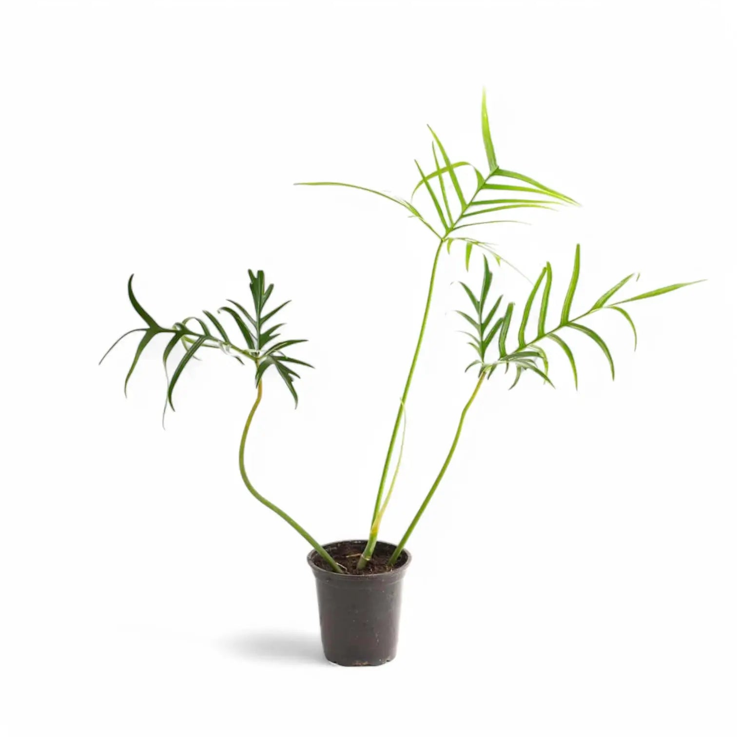 Philodendron polypodioides potted houseplant in nursery pot on white background, product photo 10.