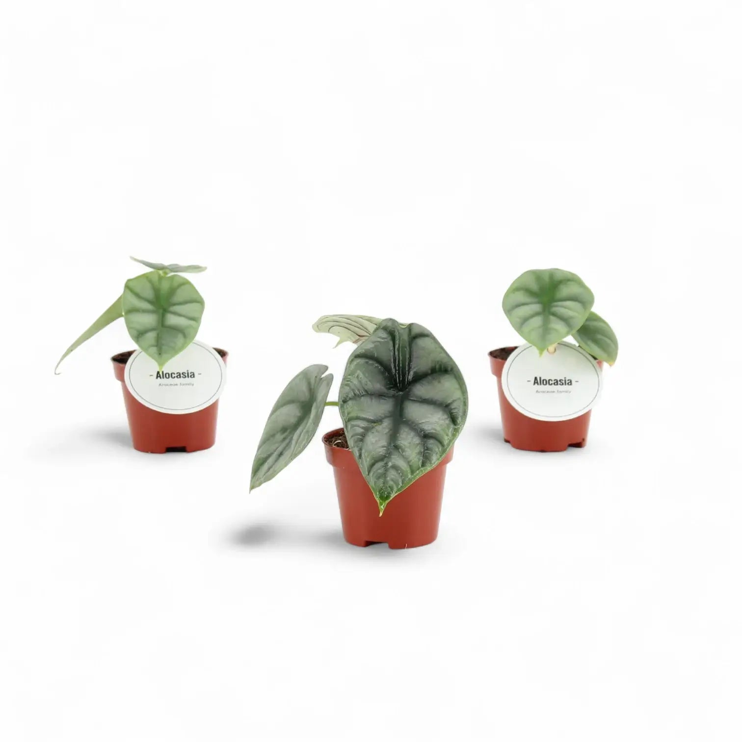 Alocasia baginda 'Silver dragon' potted houseplant in nursery pot on white background, product photo 8.