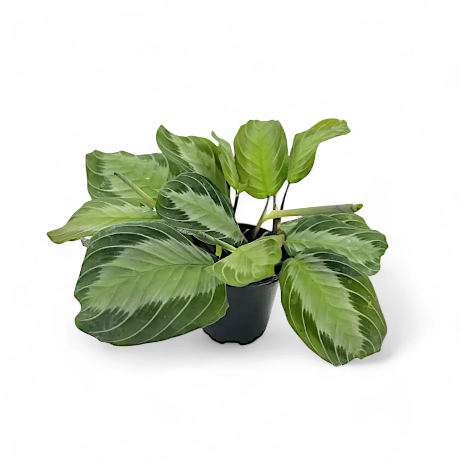 Maranta leuconeura 'Silver Band' (Exclusive grey') potted houseplant in nursery pot on white background, product photo 4.