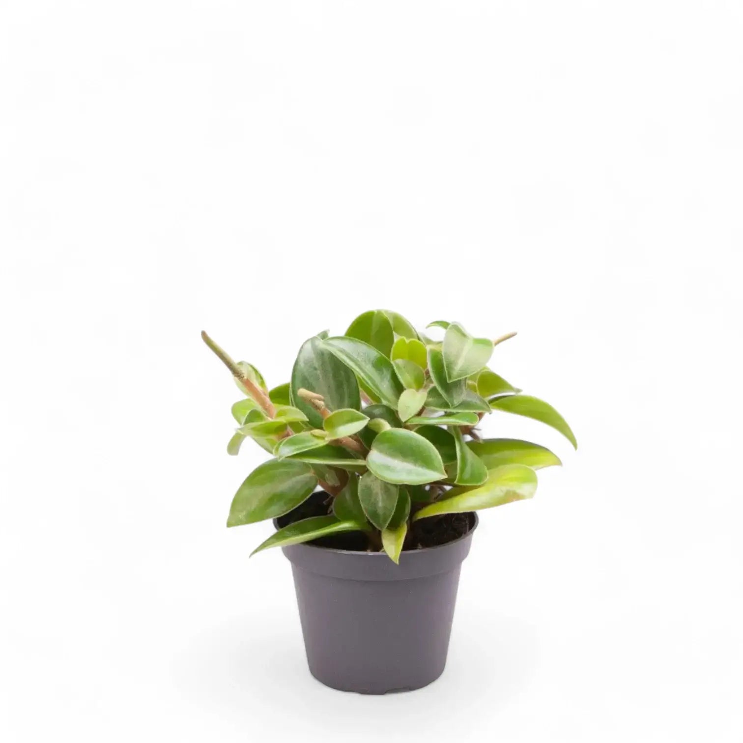 Peperomia orba 'Pixie' – Zimmerpflanze im Kulturtopf auf weißem Hintergrund, Produktfoto 4.