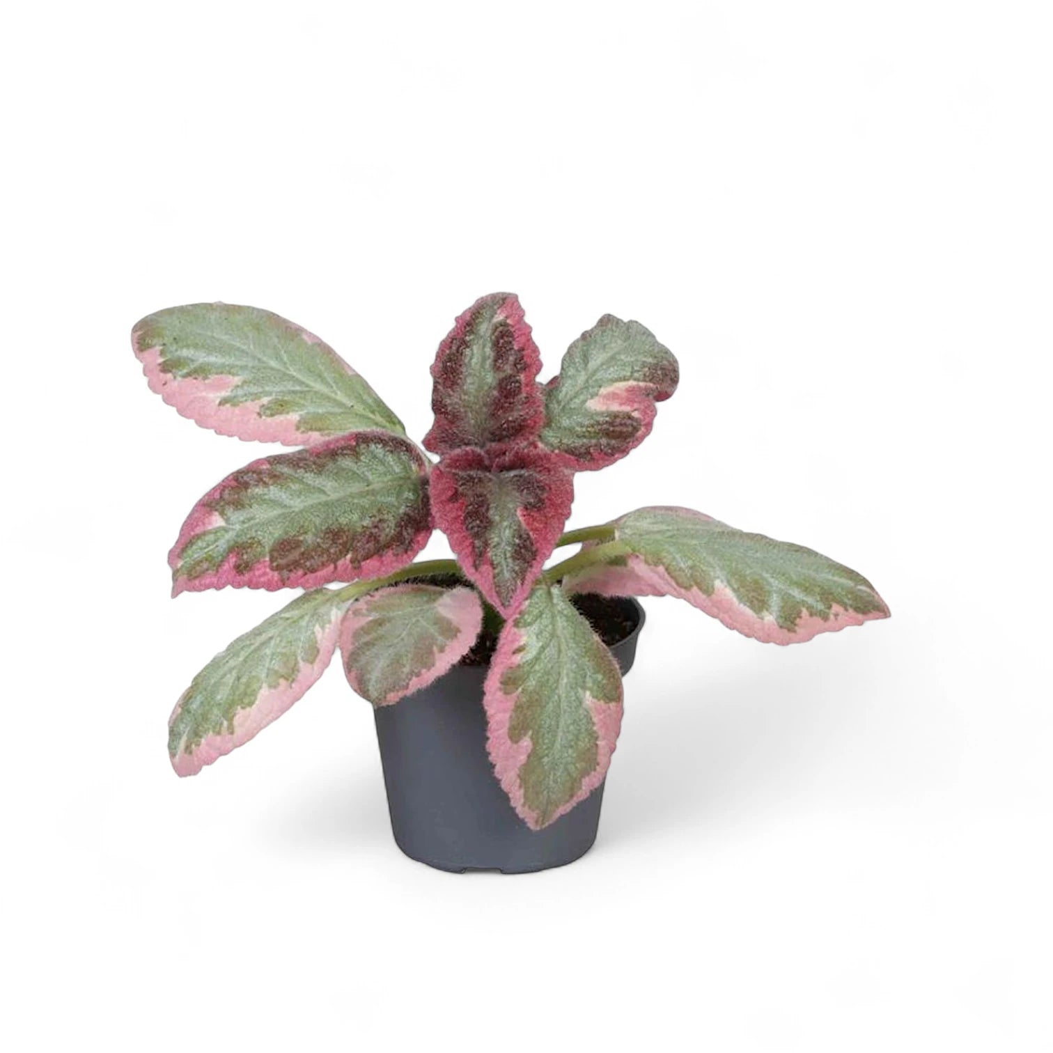 Episcia cupreata 'Pink Brocade' – Topfpflanze im Kulturtopf vor weißem Hintergrund, Produktfoto 2.