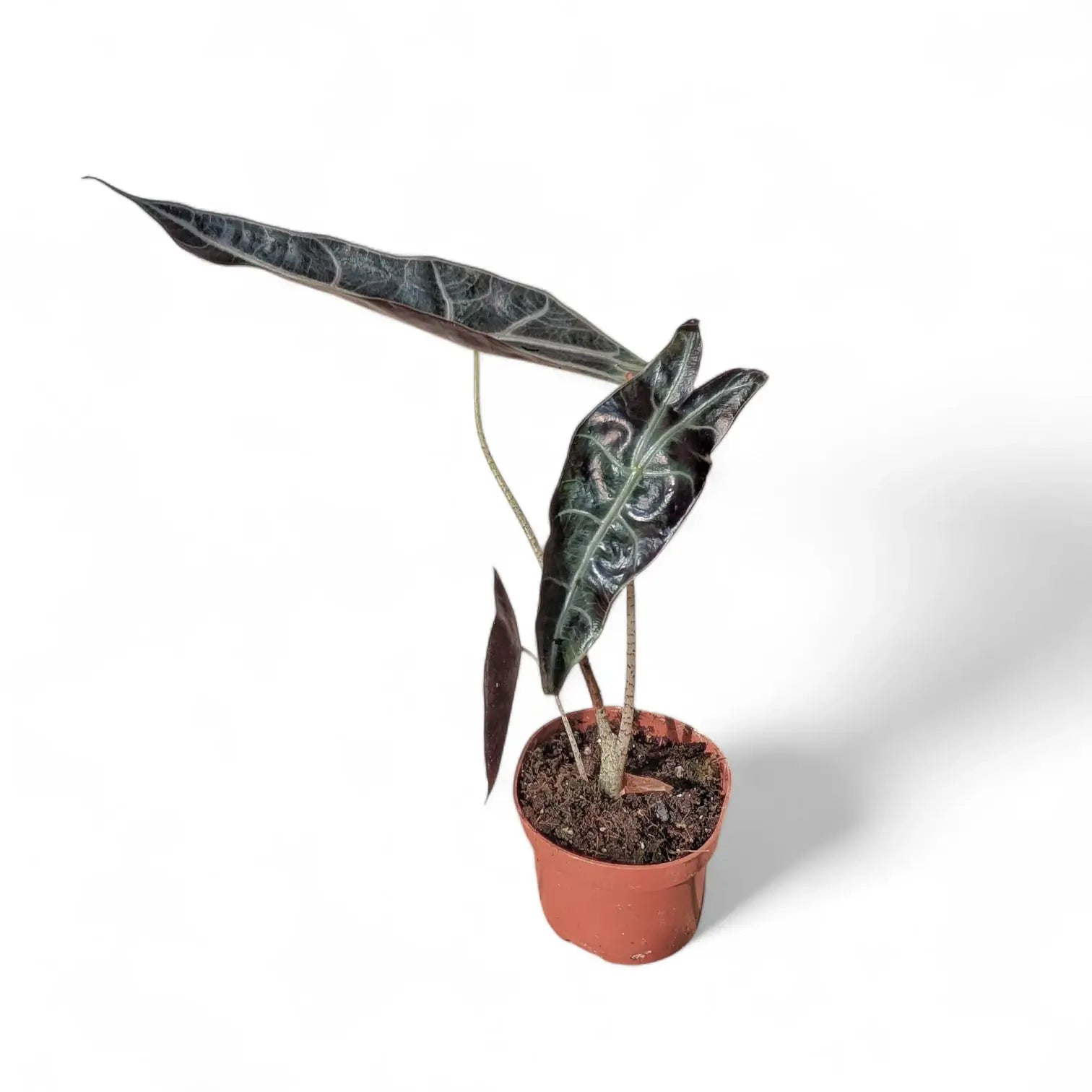 Alocasia longiloba 'Purple' potted houseplant in nursery pot on white background, product photo 5.