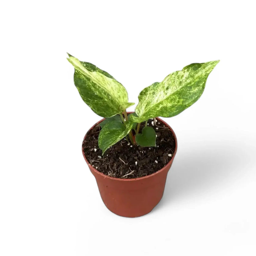 Anthurium bonplandii variegata potted houseplant in nursery pot on white background, product photo 2.