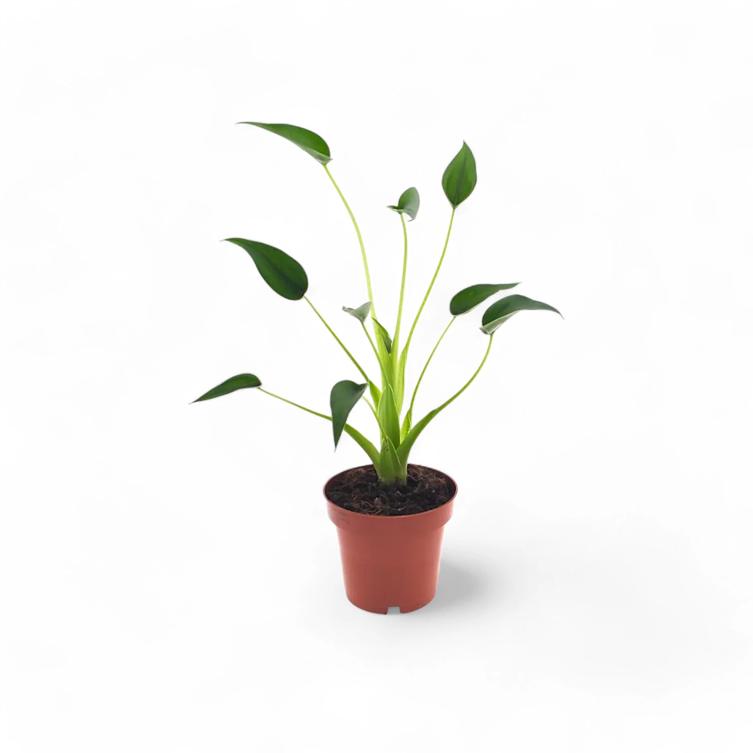 Alocasia 'Tiny Dancers' – Zimmerpflanze im Kulturtopf auf weißem Hintergrund, Produktfoto 2.